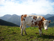 muenchen-wandern-spitzingsee-kuh